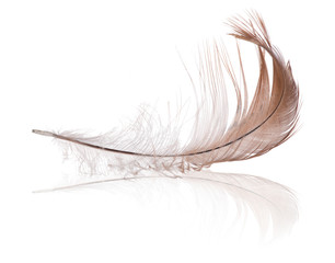 isolated on white light brown feather with reflection
