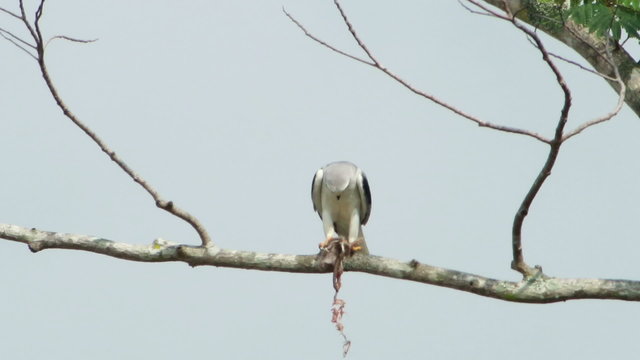 Black Shoulder Kite Feeding