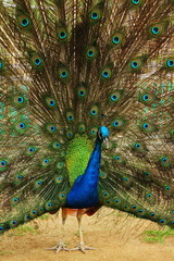 Obraz premium Portrait of peacock with feathers out