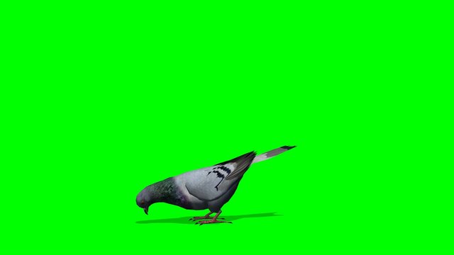 Pigeon eats - green screen
