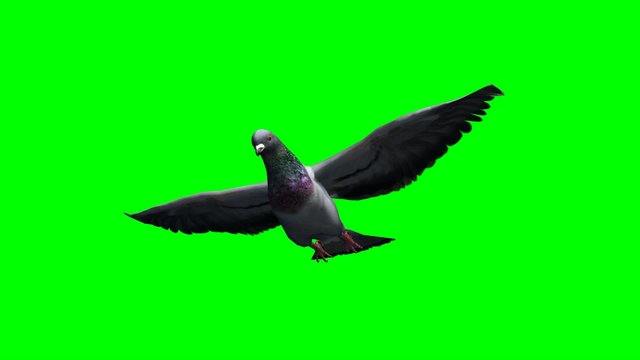 Pigeon gliding  - green screen