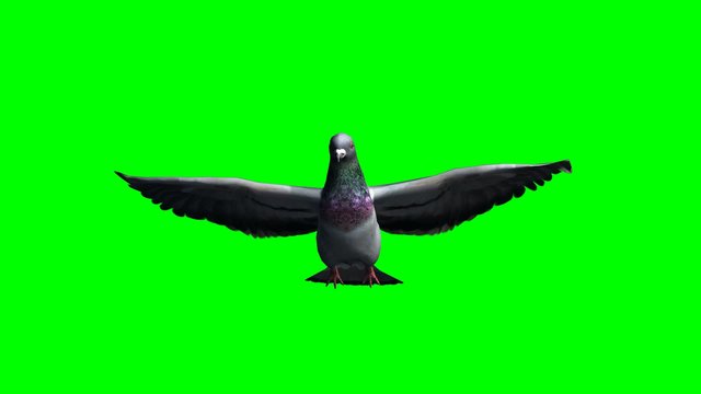 Pigeon gliding  - green screen