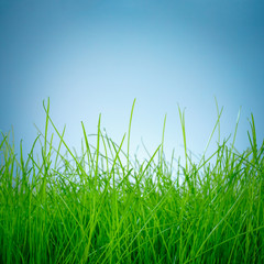Fototapeta premium Spring green grass