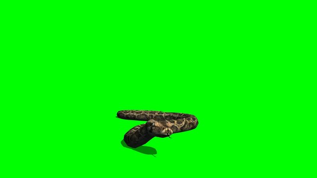 Python Snake Crawl - Green Screen