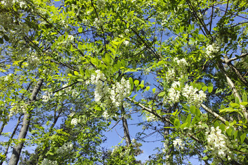 Fototapeta premium flower of acacia