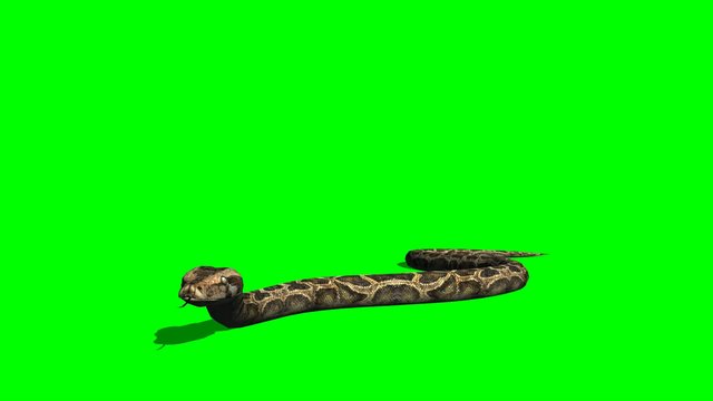 Python Snake Crawl - Green Screen