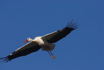 Weißstorch (Ciconia ciconia)