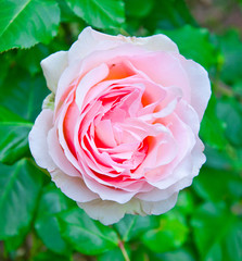 Rosafarbene Rose