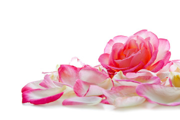 Pink rose blossom isolated.