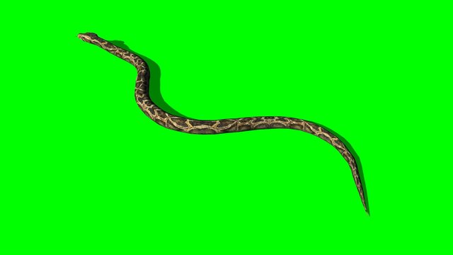 Python Snake Crawl - Green Screen
