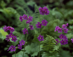 The image of beautiful nature