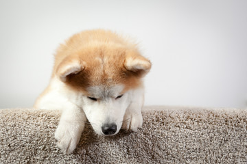 akita curieux