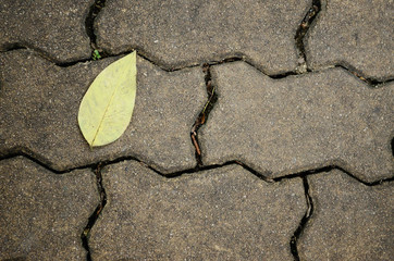 Obraz premium leaf on floor