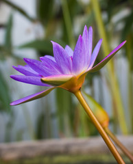 Purple lotus