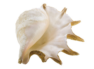 Big seashell