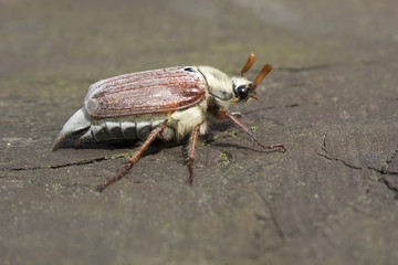 Cockchafer on Wood