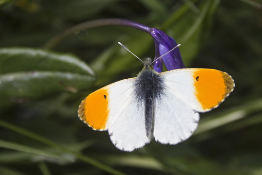 Orange Tip Butterfly On Bluebell