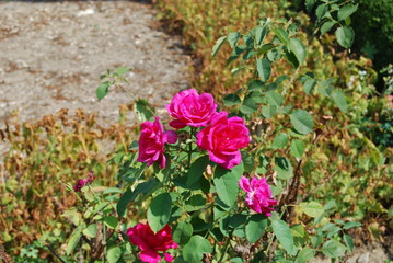 Pink roses
