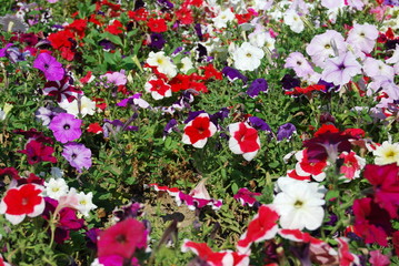 Petunia - particoloured