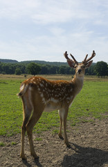 Naklejka na ściany i meble Sika deer standing on the meadow