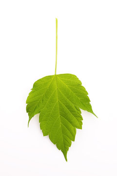 A new spring Maple leaf isolated on a white background