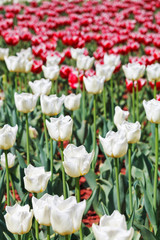 many red and white decorative tulips on flowerbed