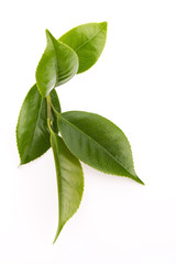 fresh tea leaves isoalted on the white background