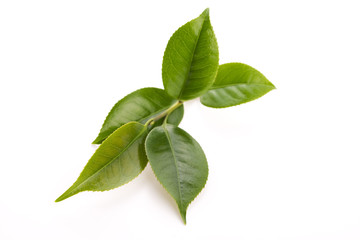 fresh tea leaves isoalted on the white background