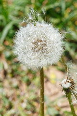 parachutes and seed head of dandelion