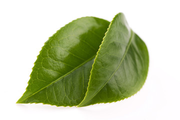 Obraz premium fresh tea leaves isoalted on the white background