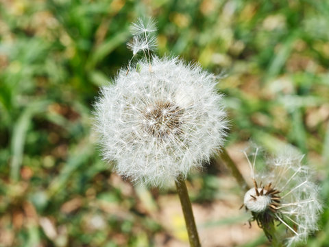 Fototapeta seed head of dandelion blowball on meadow