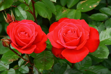 Deux roses rouges sur un rosier