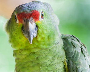 Green parrot