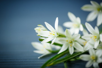 Fototapeta na wymiar beautiful bouquet of white flowers