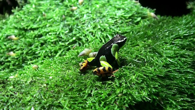Madagascar poison frog (Mantella Baroni) & small snails