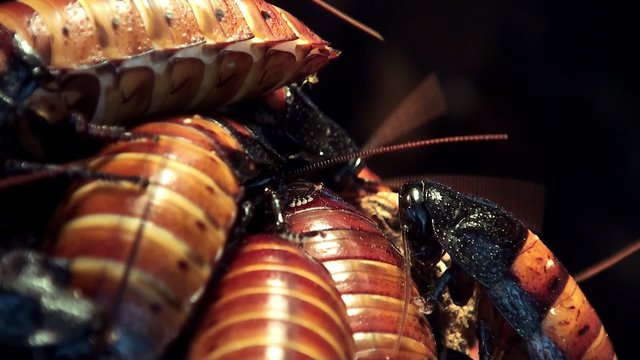 Mites living on the Madagascar hissing cockroachs.