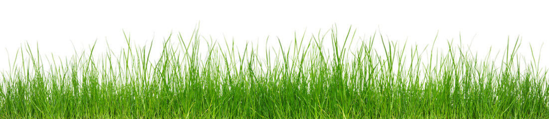 Grünes Gras auf weißem Hintergrund