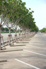 Obraz premium Car parking at the line.