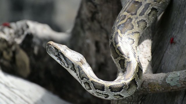 Large Python in Orchard