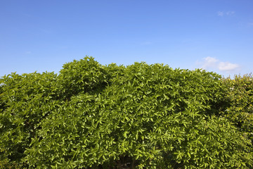 Fototapeta na wymiar blue sky over green leaf background