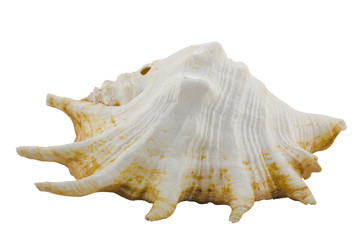 Seashell