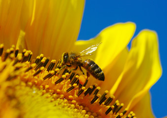 bee in the sunflower