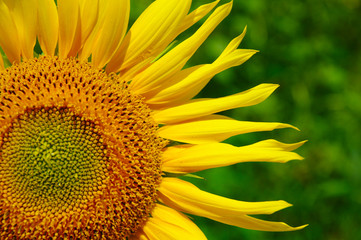 Naklejka premium sunflowers