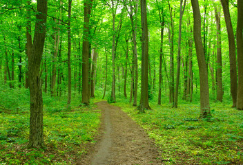 Obraz premium green forest