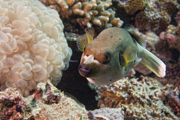 colorful ball puffer fish