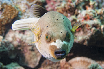 colorful ball puffer fish on the reef background © Andrea Izzotti