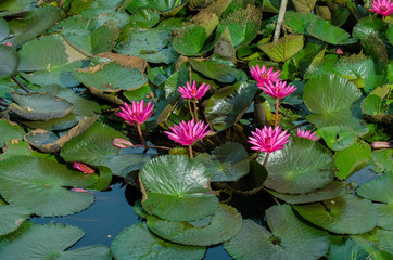 Lotus bloom in the pond.