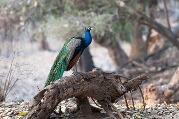 peafowl sitting on a tree trunk - national park ranthambore - 65282917