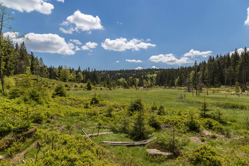 tourbière des Vosges