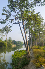 Obraz premium the big trees near river in Thailand